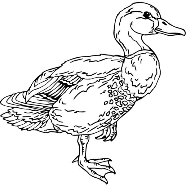 mallard duck Thumbnail
