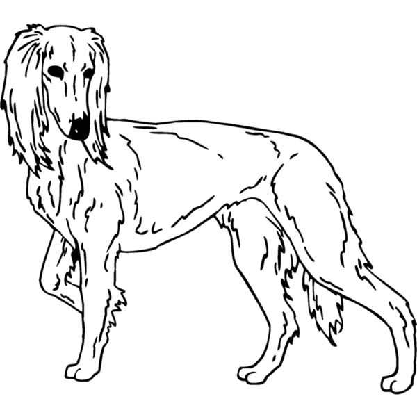 saluki Thumbnail