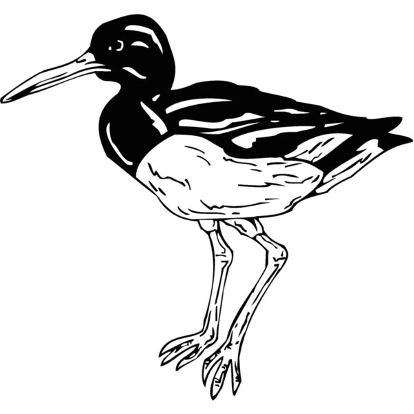 oyster catcher Thumbnail