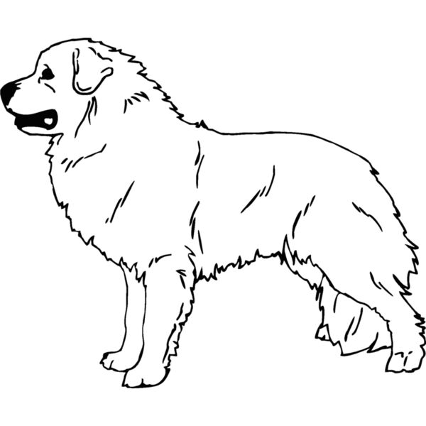 great pyrenees Thumbnail