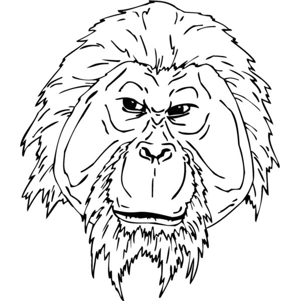 orangutan3 Thumbnail