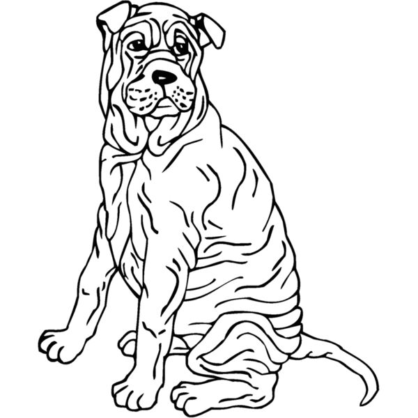 shar pei Thumbnail