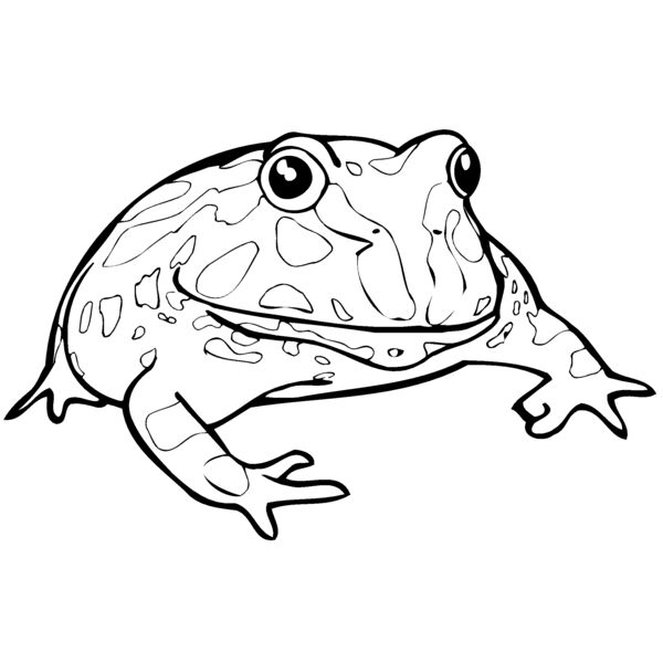 frog Thumbnail