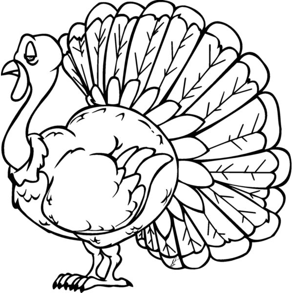turkey Thumbnail
